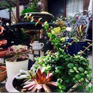 多肉植物の寄せ植えと飾られた装飾品の写真